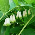 JMS 10Pcs Fallopia Multiflora (Thunb.) Harald Polygonum Multiflorum Seeds