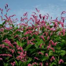 JMS 100Pcs Pink Knotweed Polygonum Wetland Flower Herb Seeds Polygonaceae Plant