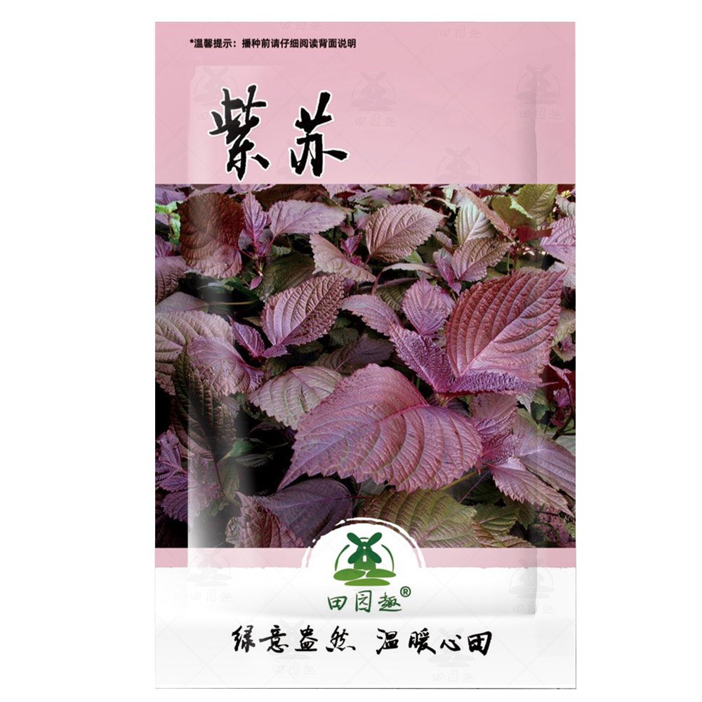 JMS 1000Pcs Perilla Seeds | Kkaennip Gaennip Sesame Beefsteak Shiso Asian Seed