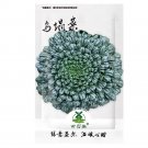 JMS 2500Pcs Oriental Veggie Seeds, Hybrid Tatsoi X Pakchoi