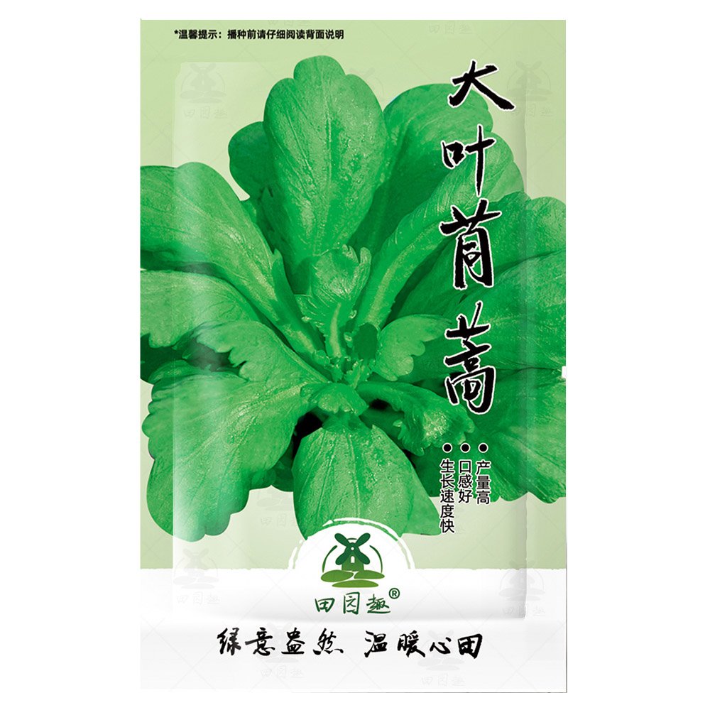 JMS 2000Pcs Seeds Tong Ho Edible Chrysanthemum Coronarium Asia Veg(&egrave;�&frac14;&egrave;�&iquest;&iuml;&frac14;�