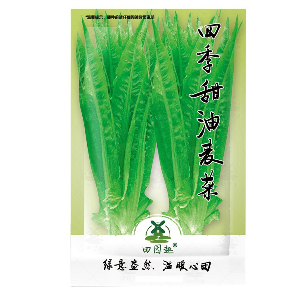JMS 2500Pcs Chinese Leaf Lettuce Sword Pointed Lettuce A Choy You Mai Tsai