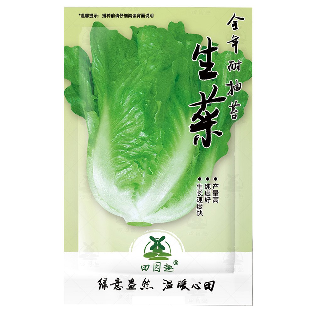 JMS 2000Pcs Lettuce Seeds  Parris Island Cos  Popular Garden Vegetable