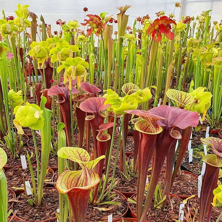 JMS 10Pcs Mixed Sarracenia Purpurea Seeds Picher Plant Garden Interesting Plants