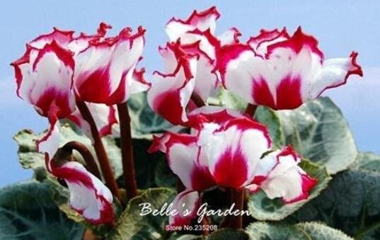 JMS 50Pcs Cyclamen Flower Seeds White Red Damask Flowers With Red Edge