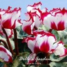 JMS 50Pcs Cyclamen Flower Seeds White Red Damask Flowers With Red Edge