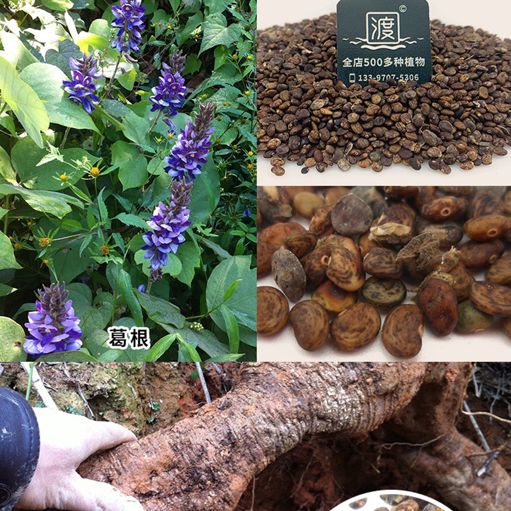 JMS 50Pcs Pueraria Lobata Seeds Kudzu Gegen Plant
