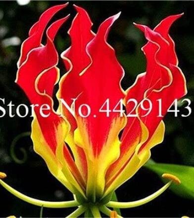 JMS 50Pcs Garland Flame Lilium Brownii Flower Balcony Seeds
