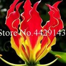 JMS 50Pcs Garland Flame Lilium Brownii Flower Balcony Seeds