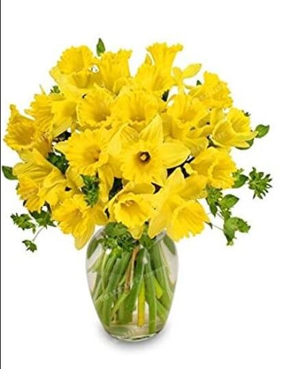 JMS 100Pcs Narcissus Flower Seeds - Bright Yellow Flowers