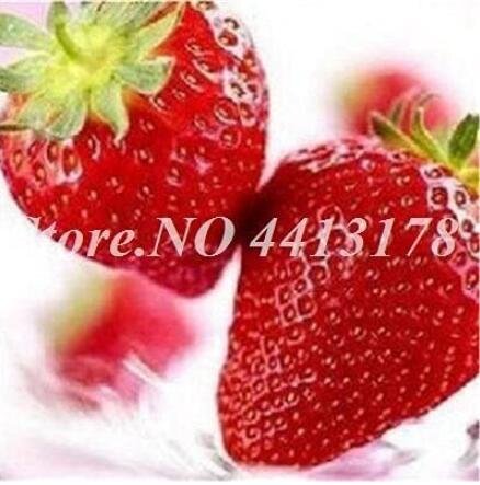 JMS 300Pcs Red Strawberry Seeds Giant Juicy Potted Fruit