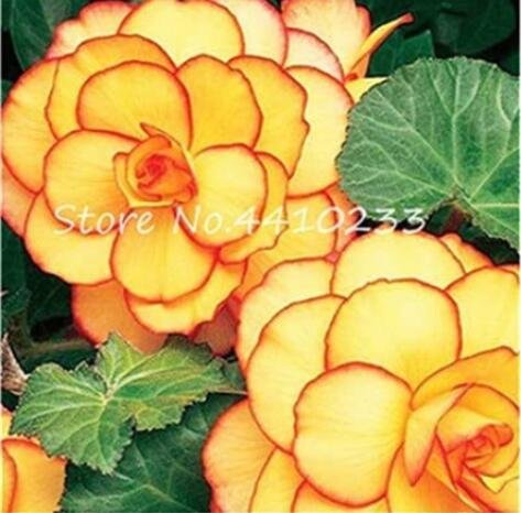 JMS 100Pcs Begonia Flower Seeds - Golden Double Flowers With Red Edge