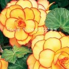 JMS 100Pcs Begonia Flower Seeds - Golden Double Flowers With Red Edge