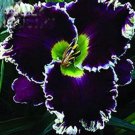 JMS 120Pcs  Hybrid Daylily Flowers Seeds - Blackish Purple Double Flowers With White Edge
