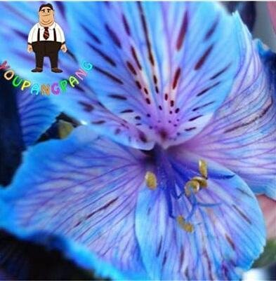 JMS 100Pcs Peruvian Lily Alstroemeria Seeds - Purple Blue Tiger Stripes Flowers