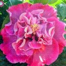 JMS 100Pcs Double Flap Hibiscus Flower Seeds - Pink Flowers