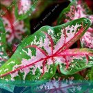 JMS 100Pcs Caladium Bicolor Seed - Green Pink Bicolor Leaves