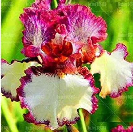 JMS 20Pcs Iris Tectorum Seeds - Red Rose Red White Colorful Flowers