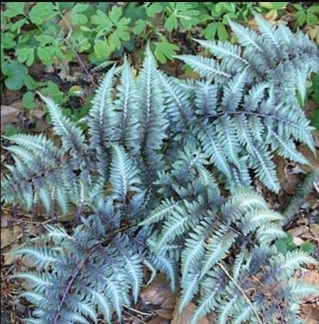 JMS 100Pcs Japanese Painted Fern Seeds - Light Greyish Green Leaves