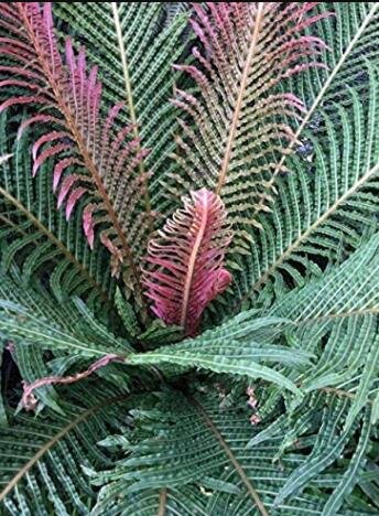 JMS 100Pcs Garden Fern Seeds Rare Creeper Vines Grass Dark Green Pink Leaves