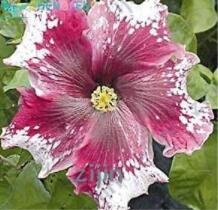 JMS 200Pcs Hibiscus Rosa-Sinensis Flower Seeds - Dark Flowers With White Damask Edge