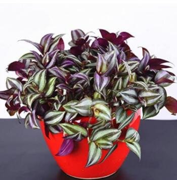 JMS 100Pcs Zebrina Seed - Purple Light Gray Stripes Leaves