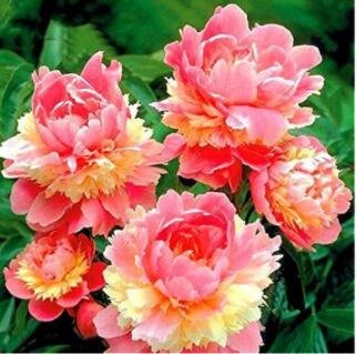 JMS 10Pcs Sorbet Robust Colorful Double Blooms Peony Tree Seeds - Meaty Pink Yellow Flowers