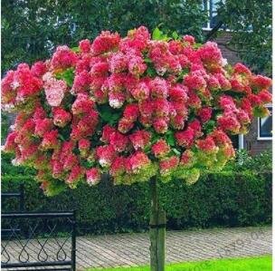 JMS 20Pcs 'Vanilla Strawberry' Hydrangea Flower Seeds - Red Rose Red White Colorful Flowers