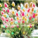 JMS 200Pcs Rainbow Tails Grass Seeds