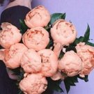 JMS 10Pcs Chinese Peony Flowers Seeds - Light Orange Flowers