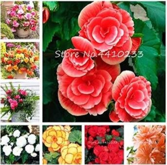 JMS 50Pcs Exotic Rieger Begonia Flowers - Mixed Flowers