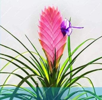 JMS 50Pcs Air Plant Tillandsia Tillandsia Ionantha Soilless Seeds - Pink Flowers