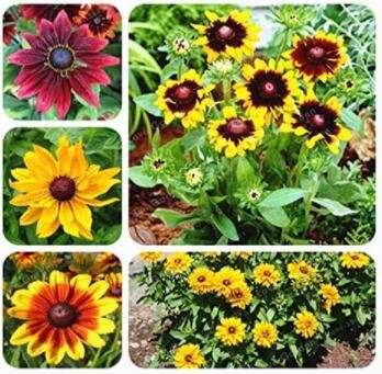 JMS 100Pcs Rudbeckia Hirta Flowers Seeds - Mixed Flowers