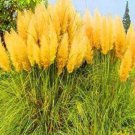 JMS 200Pcs Pampas Grass Seeds - Orangish Yellow Ornamental Plants