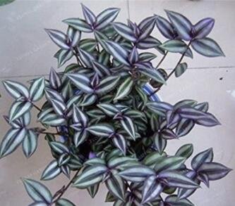 JMS 100Pcs Sacred Japanese Zebrina Pendula Schnizl Seeds