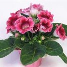 JMS 100Pcs Gloxinia Seed Perennials - Rose Red Flowers