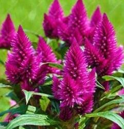 JMS 300Pcs Flamingo Cockscomb Seeds - 2 Types Available