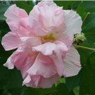 JMS 20Pcs Hibiscus Mutabilis Seeds - Light Pink Double Flowers