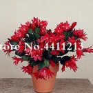JMS 100Pcs Epiphyllum Anguliger Fishbone Succulent Bonsai Flower Seeds - Dark Red Flowers