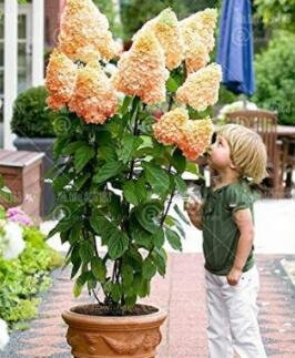 JMS 20Pcs Champagne Hydrangea Seeds - Ice Cream Light Orange Flowers