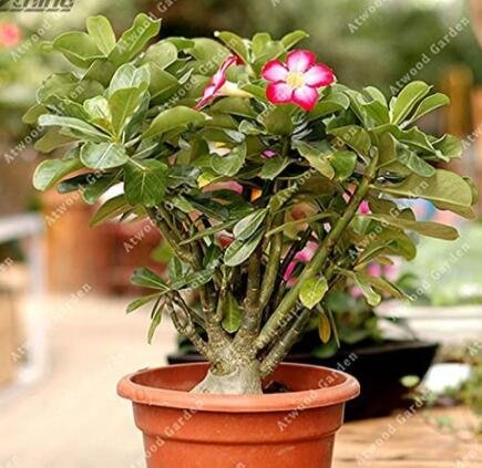 JMS 2Pcs Desert Rose Adenium Seeds - Bonsai Series White Single Flowers With Rose Red Edge