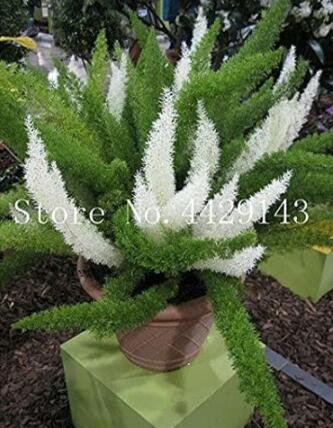 JMS 100Pcs Garden Foxtail Fern Bonsai Seeds - Green And White Mixed Colors