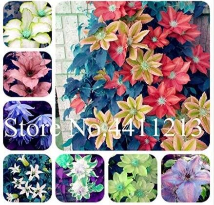 JMS 100Pcs Climbing Clematis Seeds - Mixed White Blue Sunset White Colorful Flowers