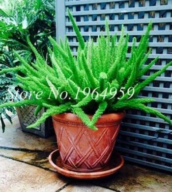 JMS 100Pcs Garden Foxtail Fern Bonsai Seeds - Green Color