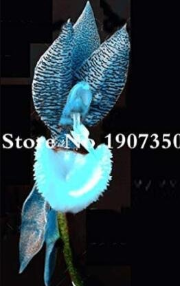 JMS 100Pcs Phalaenopsis Orchid, Phalaenopsis Flower Seeds - Sky Blue Flowers With Black Spots