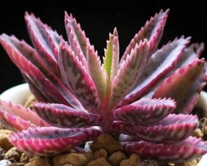 JMS 50Pcs Kalanchoe Sementes Seeds Succulent Bonsai Seeds