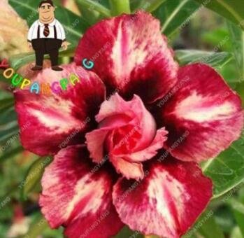 JMS 2Pcs Desert Rose Adenium Seeds - 2 Types Available