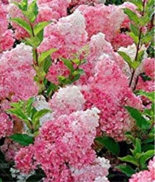 JMS 20Pcs Champagne Hydrangea Seeds - JMS Pink Flowers