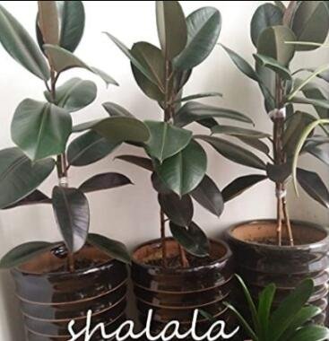 JMS 50Pcs Ficus Elastica Decora Indian Rubber Tree Seeds - Green Color