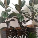 JMS 50Pcs Ficus Elastica Decora Indian Rubber Tree Seeds - Green Color
